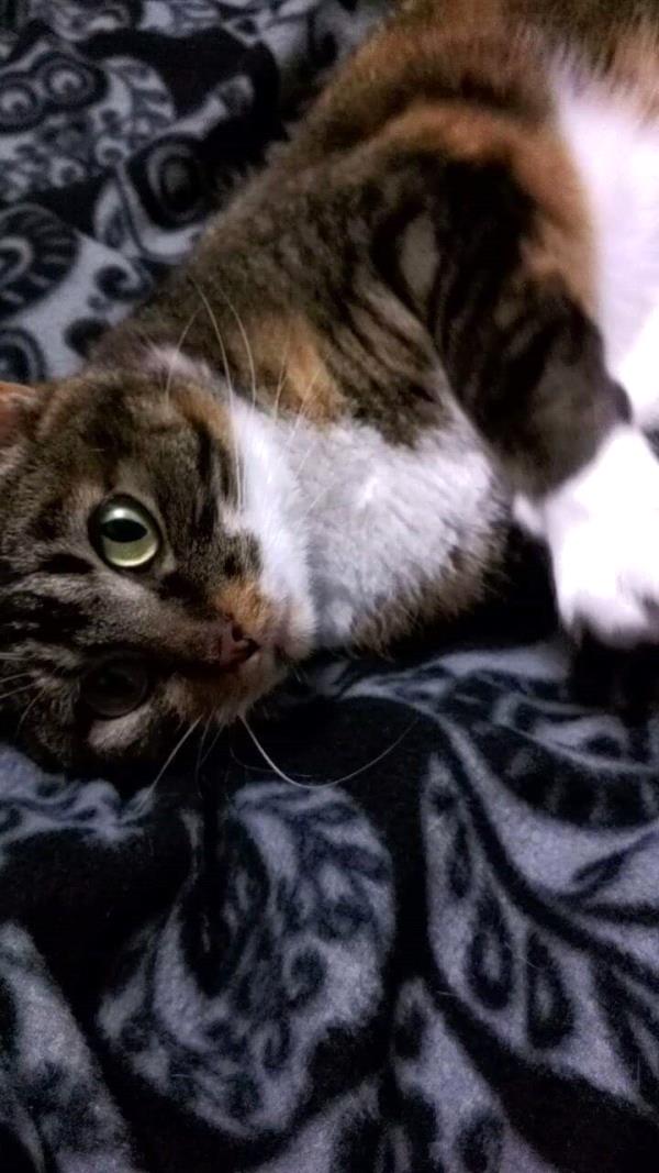 /Images/uploads/Humane Society of Utah/HSUCalendar/entries/1637thumb.jpg